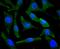 BCL2 Interacting Protein 3 antibody, NBP2-67192, Novus Biologicals, Immunocytochemistry image 