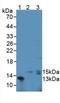 Colony Stimulating Factor 3 antibody, LS-C293454, Lifespan Biosciences, Western Blot image 