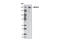 Lysine Demethylase 3B antibody, 5377S, Cell Signaling Technology, Western Blot image 