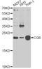 Choriogonadotropin subunit beta antibody, A1817, ABclonal Technology, Western Blot image 