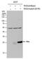 Ras antibody, PA5-78091, Invitrogen Antibodies, Western Blot image 