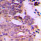 Siah E3 Ubiquitin Protein Ligase 1 antibody, LS-C354249, Lifespan Biosciences, Immunohistochemistry paraffin image 
