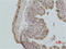 H2A Histone Family Member X antibody, STJ97402, St John