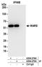 Tryptophanyl-TRNA Synthetase antibody, A304-274A, Bethyl Labs, Immunoprecipitation image 