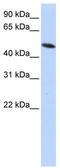 Protein Disulfide Isomerase Family A Member 6 antibody, TA340076, Origene, Western Blot image 