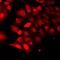 TNF Receptor Associated Factor 4 antibody, LS-C668304, Lifespan Biosciences, Immunofluorescence image 