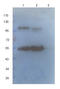 Sialic Acid Binding Ig Like Lectin 1 antibody, orb10301, Biorbyt, Western Blot image 