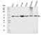 NADP-dependent malic enzyme antibody, A03449-3, Boster Biological Technology, Western Blot image 