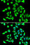 Glutathione S-Transferase C-Terminal Domain Containing antibody, STJ29267, St John