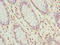 Ubiquitin Like 3 antibody, orb26340, Biorbyt, Immunohistochemistry paraffin image 