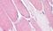 Bestrophin-3 antibody, PA5-33365, Invitrogen Antibodies, Immunohistochemistry paraffin image 