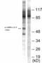 Calcium/Calmodulin Dependent Protein Kinase II Beta antibody, A03964T305, Boster Biological Technology, Western Blot image 