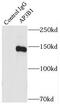 Adaptor Related Protein Complex 3 Subunit Beta 1 antibody, FNab00463, FineTest, Immunoprecipitation image 