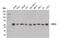 Enhancer Of MRNA Decapping 3 antibody, 14495S, Cell Signaling Technology, Western Blot image 