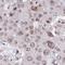 Mago Homolog, Exon Junction Complex Subunit antibody, HPA043036, Atlas Antibodies, Immunohistochemistry frozen image 