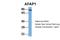 Actin Filament Associated Protein 1 antibody, PA5-44796, Invitrogen Antibodies, Western Blot image 