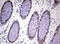 Caudal Type Homeobox 2 antibody, LS-C336627, Lifespan Biosciences, Immunohistochemistry frozen image 