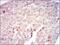 Raf-1 Proto-Oncogene, Serine/Threonine Kinase antibody, MA5-17162, Invitrogen Antibodies, Immunohistochemistry frozen image 