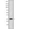 Nucleolar Protein 12 antibody, PA5-68255, Invitrogen Antibodies, Western Blot image 