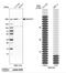 Structural Maintenance Of Chromosomes Flexible Hinge Domain Containing 1 antibody, NBP1-82978, Novus Biologicals, Western Blot image 