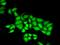 DNA Polymerase Epsilon 3, Accessory Subunit antibody, orb373401, Biorbyt, Immunofluorescence image 