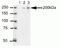 Centrosomal Protein 170 antibody, 41-3200, Invitrogen Antibodies, Immunoprecipitation image 