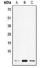 Elongation Factor 1 Homolog antibody, MBS820266, MyBioSource, Western Blot image 