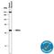 V-Set And Immunoglobulin Domain Containing 1 antibody, MAB4818, R&D Systems, Western Blot image 