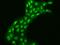 INO80 Complex Subunit E antibody, 203554-T02, Sino Biological, Immunohistochemistry paraffin image 