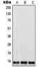 Ribosomal Protein L35 antibody, LS-C354861, Lifespan Biosciences, Western Blot image 