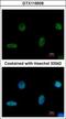 PiggyBac Transposable Element Derived 1 antibody, GTX119509, GeneTex, Immunofluorescence image 