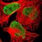 HEXIM P-TEFb Complex Subunit 1 antibody, NBP1-85559, Novus Biologicals, Immunocytochemistry image 