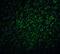 Baculoviral IAP Repeat Containing 5 antibody, GTX31651, GeneTex, Immunohistochemistry paraffin image 