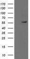 p53 antibody, TA502780AM, Origene, Western Blot image 