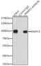 Anaphase Promoting Complex Subunit 5 antibody, GTX33008, GeneTex, Immunoprecipitation image 