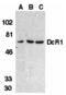 TNF Receptor Superfamily Member 10c antibody, 2299, QED Bioscience, Western Blot image 