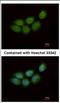 Zinc Finger CCHC-Type Containing 4 antibody, NBP2-20939, Novus Biologicals, Immunofluorescence image 