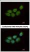 Zinc Finger CCHC-Type Containing 4 antibody, NBP2-20939, Novus Biologicals, Immunofluorescence image 