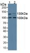 Collagen Type I Alpha 2 Chain antibody, LS-C293415, Lifespan Biosciences, Western Blot image 