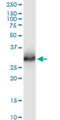 Chymotrypsin Like Elastase 3A antibody, H00010136-M02, Novus Biologicals, Western Blot image 