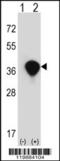 Transaldolase 1 antibody, 62-396, ProSci, Western Blot image 