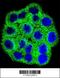 MTS2 antibody, 56-550, ProSci, Immunofluorescence image 