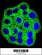 Cyclin-dependent kinase 4 inhibitor B antibody, 56-550, ProSci, Immunofluorescence image 