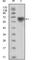 TYRO3 Protein Tyrosine Kinase antibody, abx015715, Abbexa, Western Blot image 