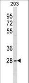 Serine And Arginine Rich Splicing Factor 10 antibody, LS-C159686, Lifespan Biosciences, Western Blot image 