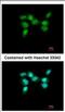 Eukaryotic Translation Initiation Factor 4A3 antibody, NBP2-16305, Novus Biologicals, Immunofluorescence image 