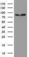 SPG7 Matrix AAA Peptidase Subunit, Paraplegin antibody, CF504424, Origene, Western Blot image 