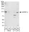 Heterogeneous Nuclear Ribonucleoprotein U antibody, A300-690A, Bethyl Labs, Western Blot image 