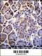 Patched Domain Containing 4 antibody, 55-825, ProSci, Immunohistochemistry frozen image 