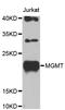 O-6-Methylguanine-DNA Methyltransferase antibody, LS-B15049, Lifespan Biosciences, Western Blot image 